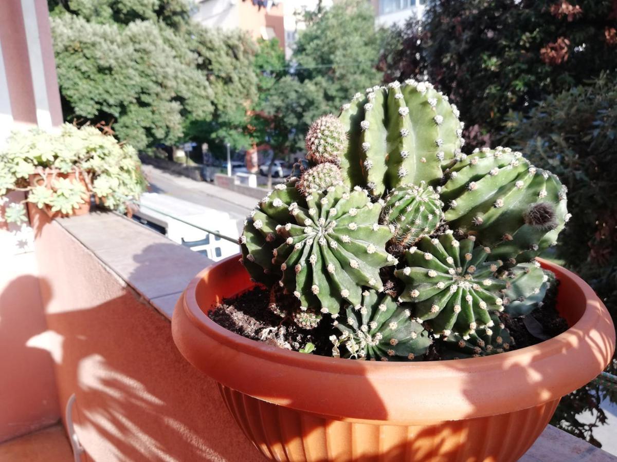 Apartment Mahonia Split Dış mekan fotoğraf